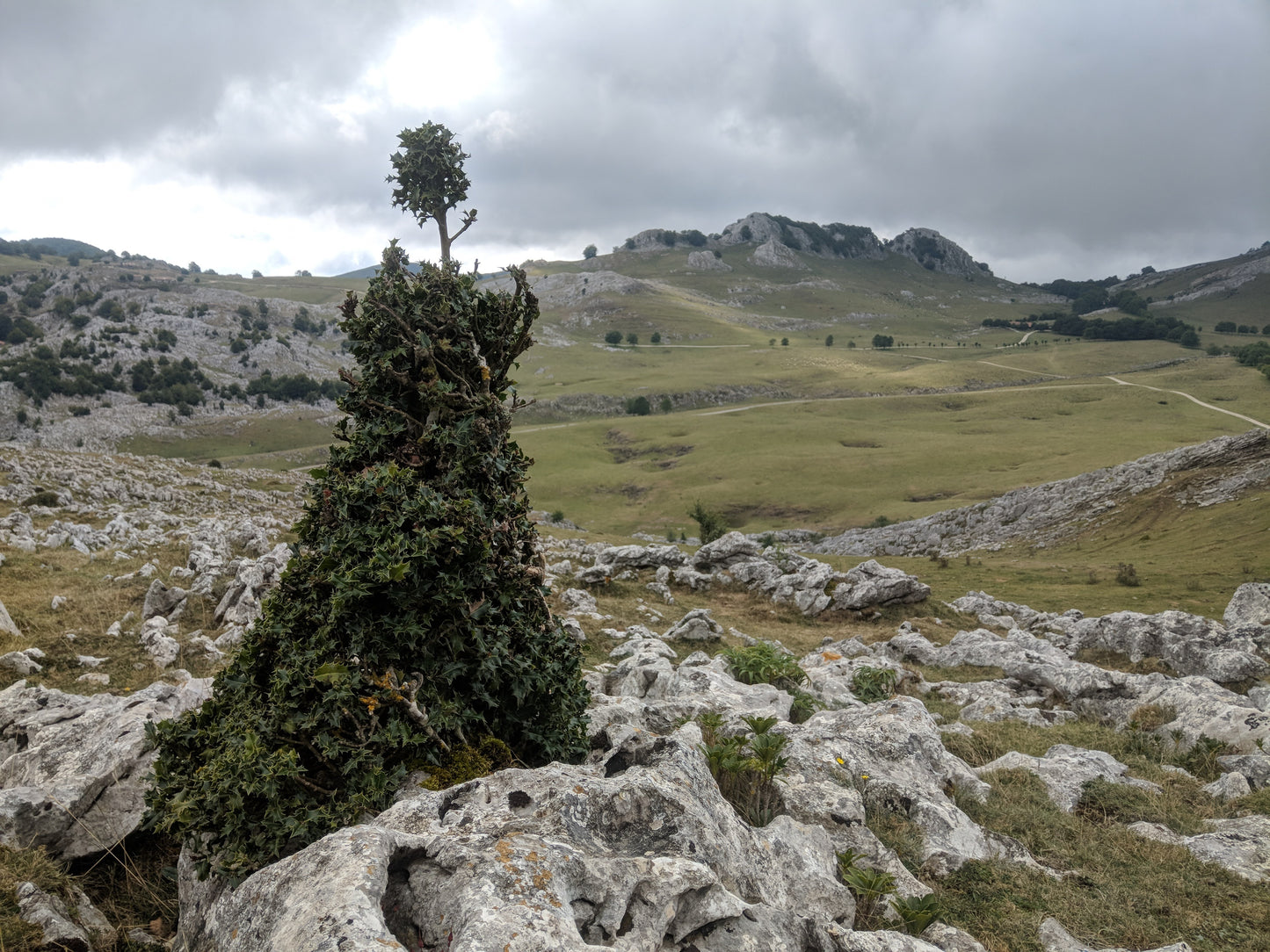 PureMacho - Premium Beard KIT